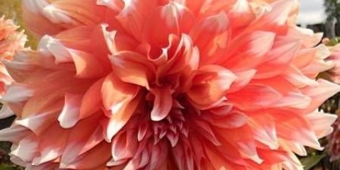 Dahlia holland festival